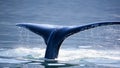 Humpback Whale tail,