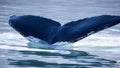 Humpback Whale tail