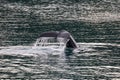 A humpback whale tail off the coast of Juneau, Alaska Royalty Free Stock Photo