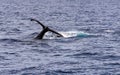 Humpback Whale Tail Royalty Free Stock Photo