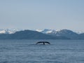 Humpback Whale tail Royalty Free Stock Photo