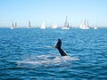 Humpback whale tail and sailing boat Royalty Free Stock Photo