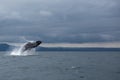 Humpback whale tail Royalty Free Stock Photo