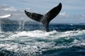 Humpback whale tail Royalty Free Stock Photo