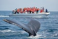 Humpback whale tail in Samana, Dominican republic and torist whale watching boat