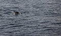 Humpback Whale Tail Royalty Free Stock Photo