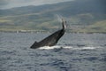 Humpback whale Royalty Free Stock Photo