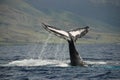 Humpback whale Royalty Free Stock Photo