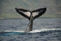 Humpback whale Royalty Free Stock Photo