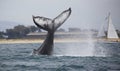 Humpback Whale Tail Slap Royalty Free Stock Photo