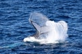 Humpback Whale Royalty Free Stock Photo