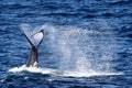 Humpback Whale Royalty Free Stock Photo