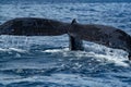 Humpback whale tails while diving Royalty Free Stock Photo
