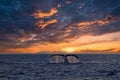 Humpback whale tail at sunset. Royalty Free Stock Photo