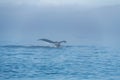 Humpback Whale Tail, Telegraph Cove, Canada