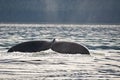 Humpback whale tail