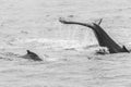 Humpback whale tail while whalewatching on Iceland