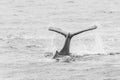 Humpback whale tail while whalewatching on Iceland Royalty Free Stock Photo