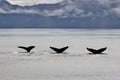 3 Humpback whale tails Royalty Free Stock Photo