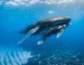 Humpback Whale in Tonga Royalty Free Stock Photo