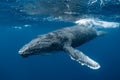 Humpback Whale in Tonga Royalty Free Stock Photo