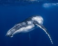 Humpback Whale in Tonga Royalty Free Stock Photo