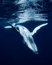 Humpback Whale in Tonga Royalty Free Stock Photo