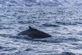 Humpback whale TromsÃÂ¸ wintertime Royalty Free Stock Photo