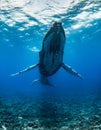 Humpback Whale in Tonga Royalty Free Stock Photo