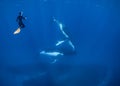 Humpback Whale in Tonga Royalty Free Stock Photo