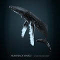 Humpback Whale Under the Sea