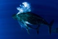 Humpback whale underwater in pacific ocean Moorea French Polynesia isolated on blue ocean background while maiking bubbles