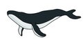 Humpback Whale vector illustration.Whale vector