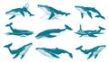 Humpback Whale Vector Illustrations Set Royalty Free Stock Photo