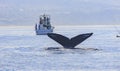 Humpback Whale watching