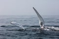 Humpback Whale Waves its Long Pectoral Fins