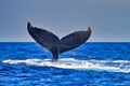 Humpback whale waving its fluke at whale watchers at sunset near Lahaina on Maui. Royalty Free Stock Photo