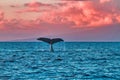 Humpback whale waving its flule at whale watchers at sunset near Lahaina on Maui. Royalty Free Stock Photo