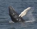 Humpback whale waving Royalty Free Stock Photo