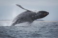 Humpback Whale Royalty Free Stock Photo