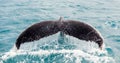 Humpback whale in Hervey Bay Royalty Free Stock Photo