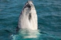 Humpback whale in Hervey Bay Royalty Free Stock Photo