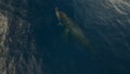 Humpback whales. aerial drone off the coast of Kapalua, Hawaii. Mother whale and her calf splash Royalty Free Stock Photo