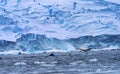 Humpback Whales Blue Iceberg Water Charlotte Harbor Antarctica Royalty Free Stock Photo