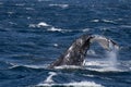 Sydney, NSW/Australia: Whales Watching in the Australian Ocean