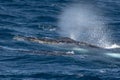 Sydney, NSW/Australia: Whales Watching in the Australian Ocean