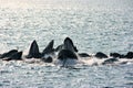 Humpback whales bubble-net feeding