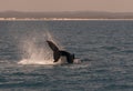 Humpback Whale displaying there skills. Royalty Free Stock Photo