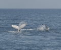 Humpback Whale displaying there skills. Royalty Free Stock Photo