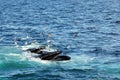 Humpback Whales Feeding Royalty Free Stock Photo